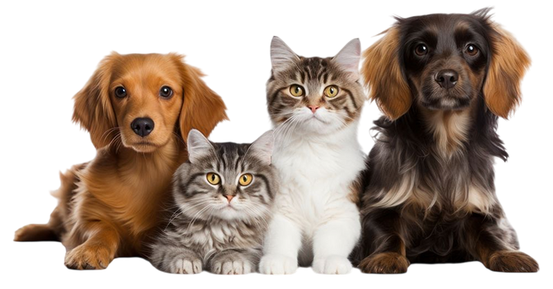 Happy dogs and cats