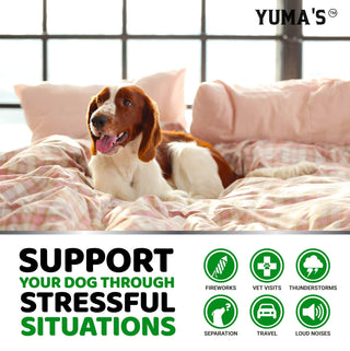 Hemp Calming Chews for Dogs- Chicken Flavor